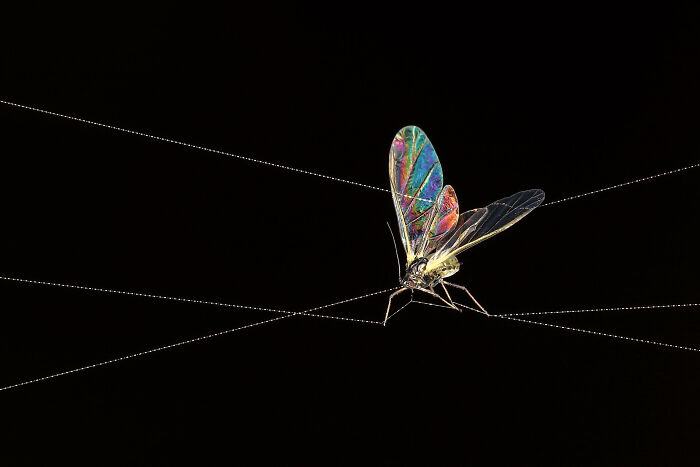 Tightrope Walker By Sophie Mijnhout