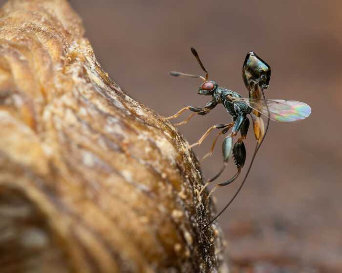 Podagrion Parasitize By Ka Hei Yeung