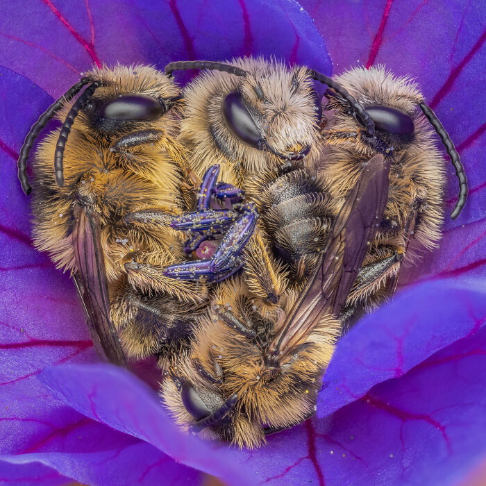 Let There Bee Love By Joris Vegter