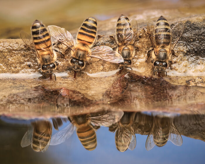 Watering Hole Quartet By Jose Madrigal