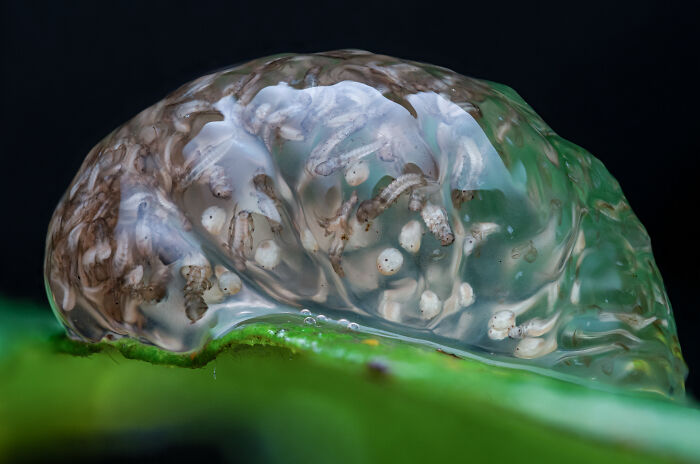 Transparent Mayfly Babies By David Hamilton