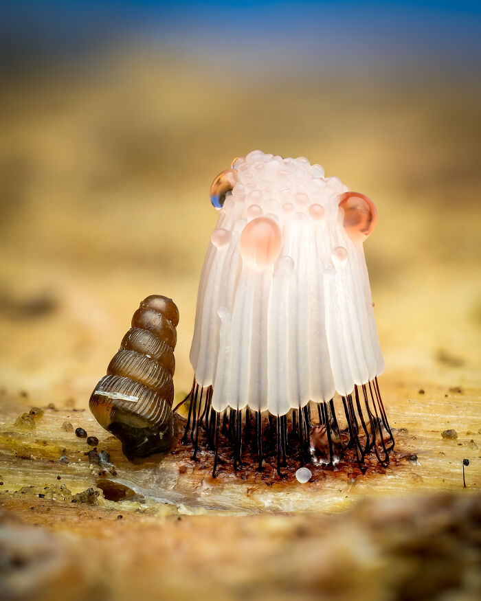 Stemonitis-And-Snail By Petter Lilleengen