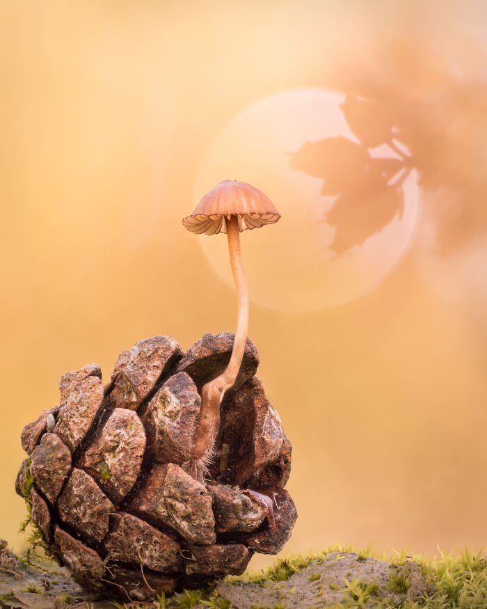 Mycena On Pine Coneby Jay Birmingham