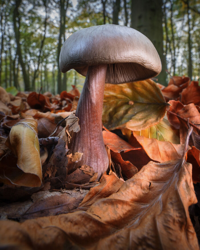 Amongst The Autumn Foliage By Jay Birmingham