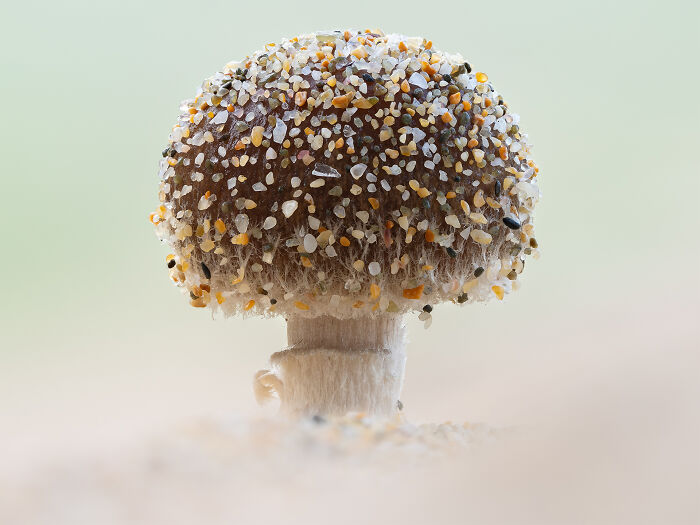 Sandy Mushroom By Jamie Spensley