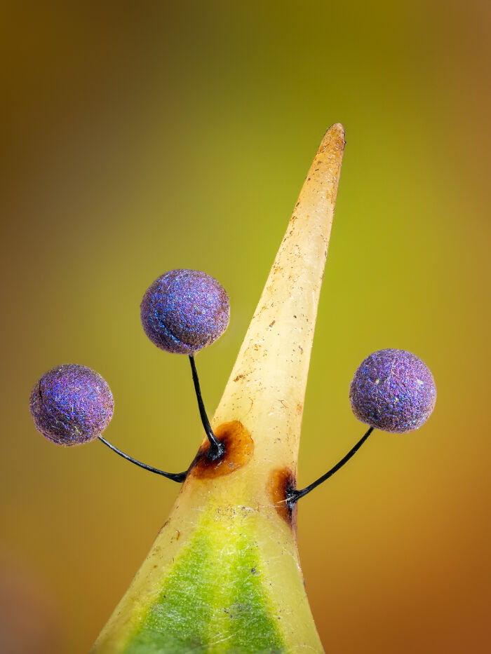 Lamproderma On A Holly Spike By Barry Webb