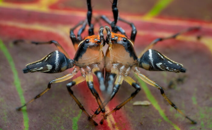 Kissing The Competition By Laurent Hesemans