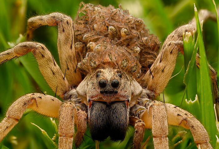 Mother Wolf Spider By Lane Kirstein