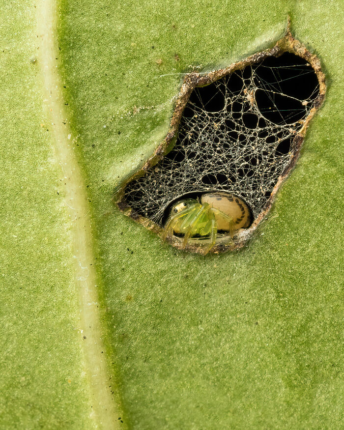 Apartment In A Leaf By Marco Chan