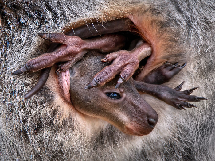 Wallaby Baby By Pedro Jarque