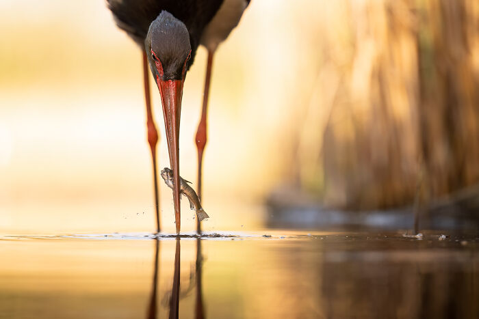 Successful Hunter By Arnfinn Johansen