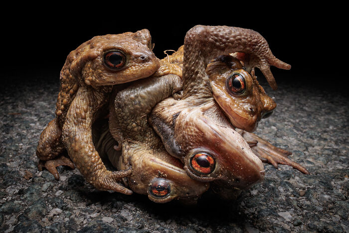 Deadly Amplexus By Aloys Pichard