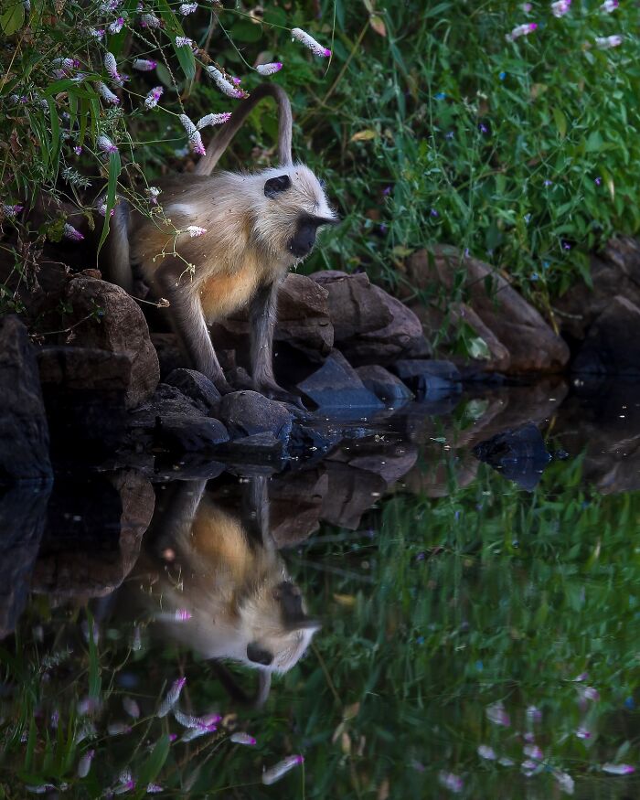 Meet Varun Aditya's Wildlife Photography