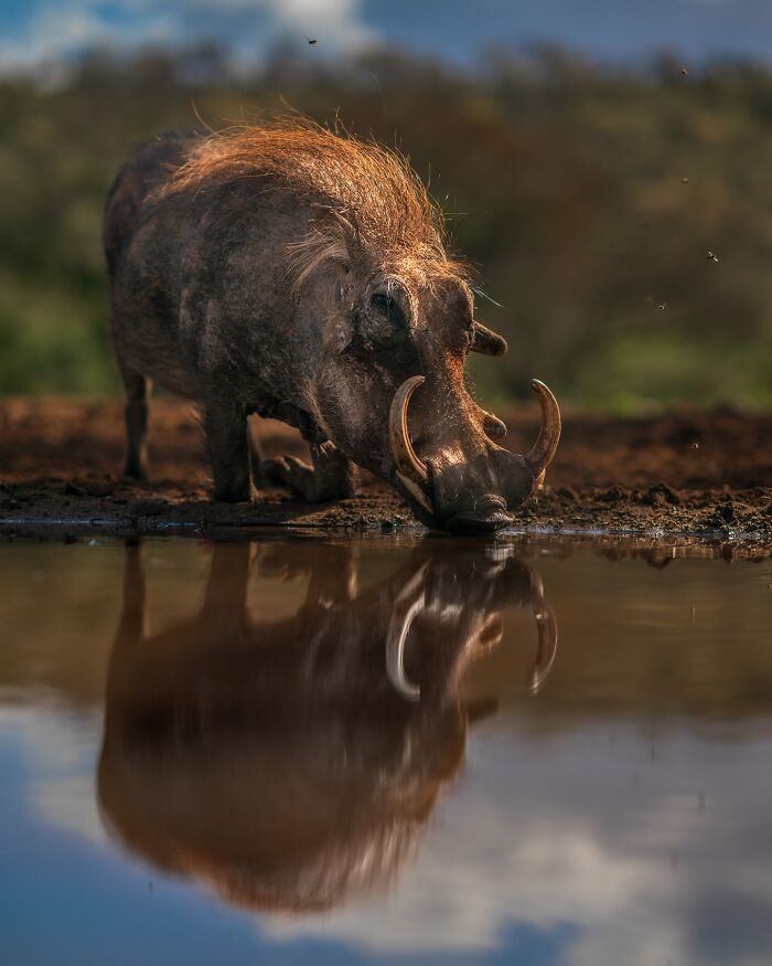 Meet Varun Aditya's Wildlife Photography