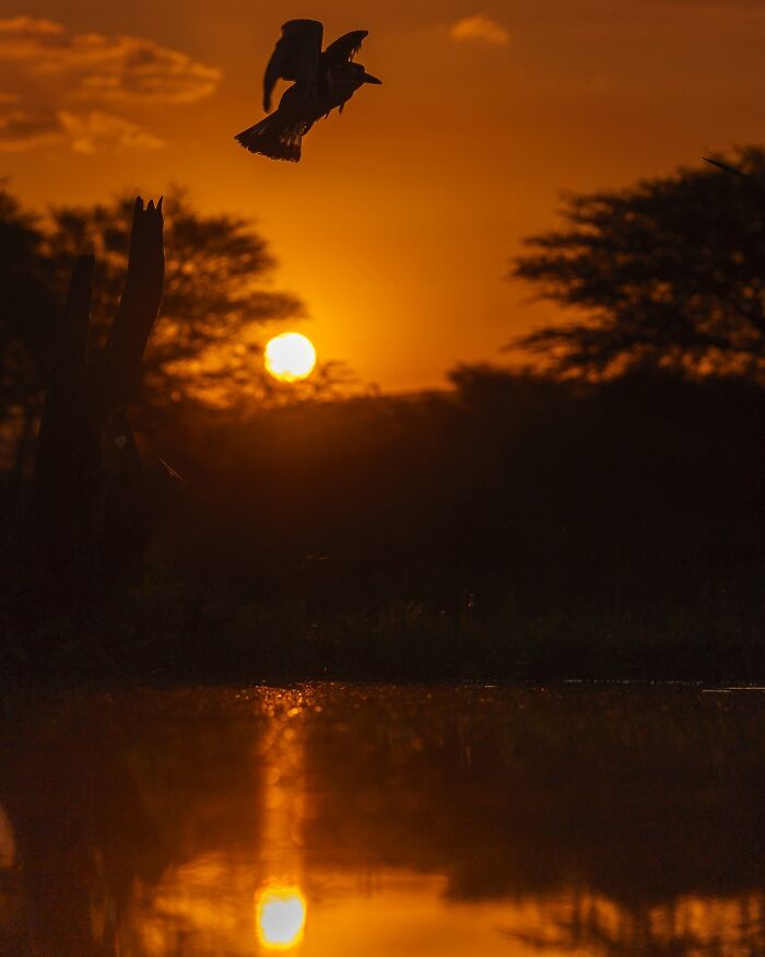 Meet Varun Aditya's Wildlife Photography