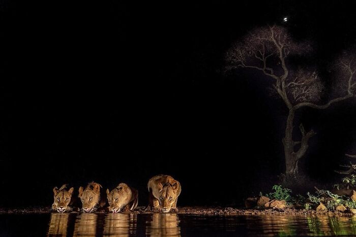 Meet Varun Aditya's Wildlife Photography