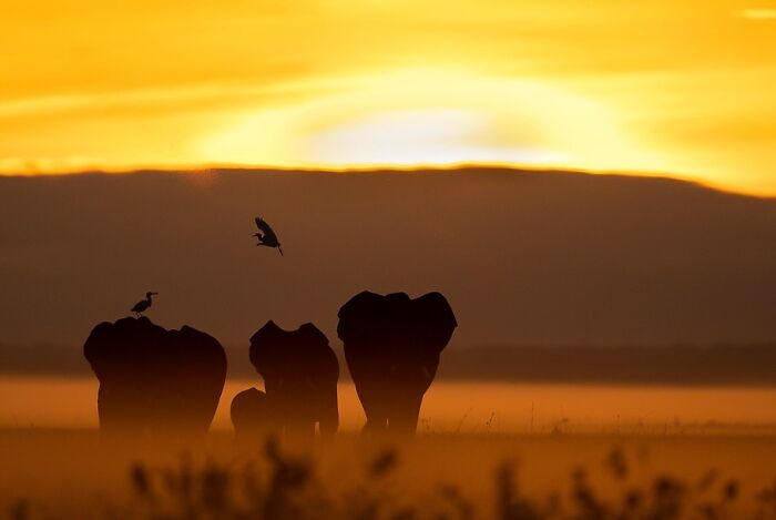 Meet Varun Aditya's Wildlife Photography