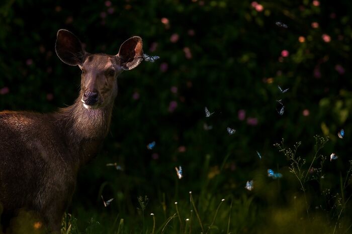 Meet Varun Aditya's Wildlife Photography