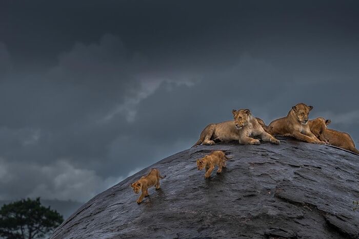 Meet Varun Aditya's Wildlife Photography