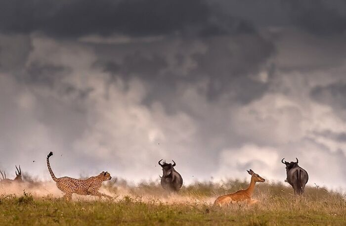 Meet Varun Aditya's Wildlife Photography