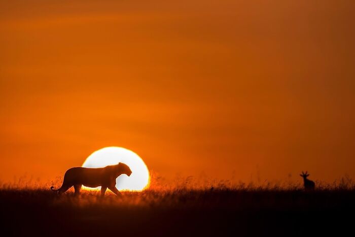 Meet Varun Aditya's Wildlife Photography