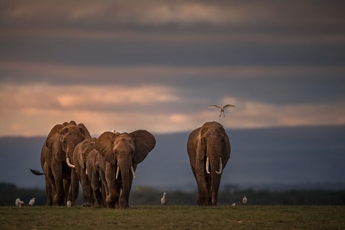 Meet Varun Aditya's Wildlife Photography