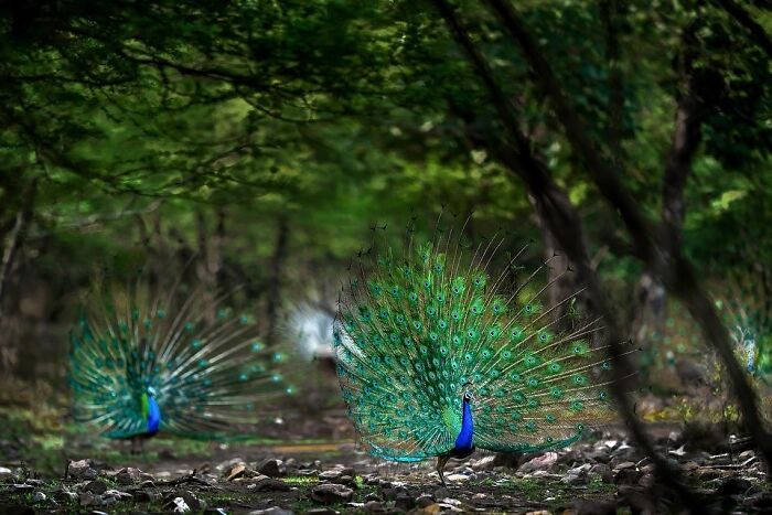 Meet Varun Aditya's Wildlife Photography