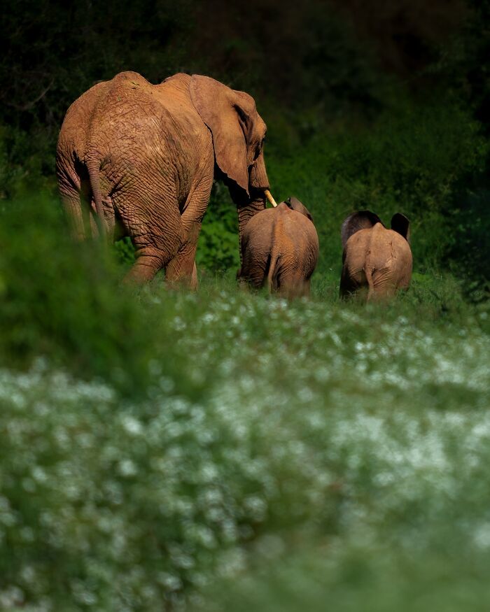 Meet Varun Aditya's Wildlife Photography