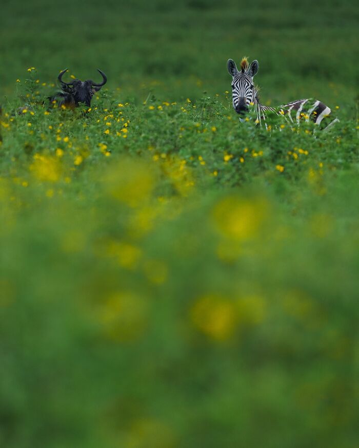 Meet Varun Aditya's Wildlife Photography