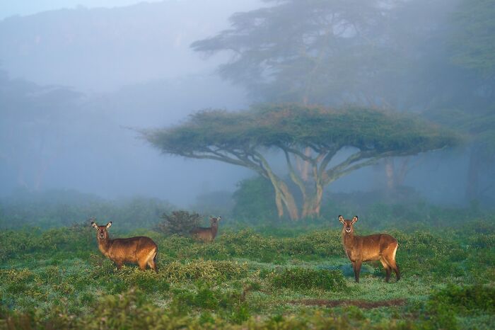 Meet Varun Aditya's Wildlife Photography