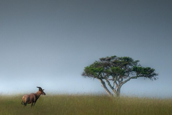 Meet Varun Aditya's Wildlife Photography