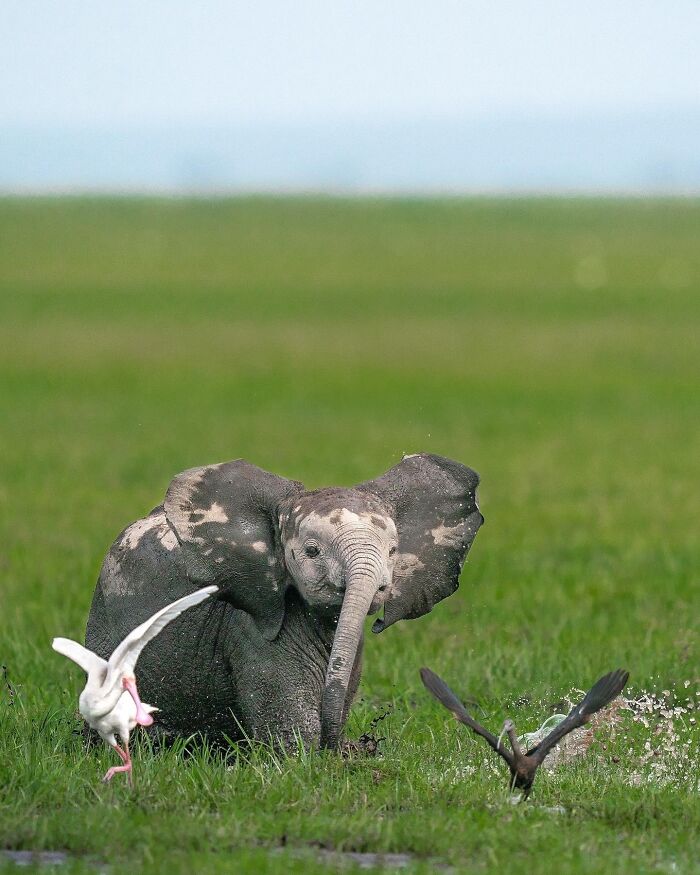 Meet Varun Aditya's Wildlife Photography