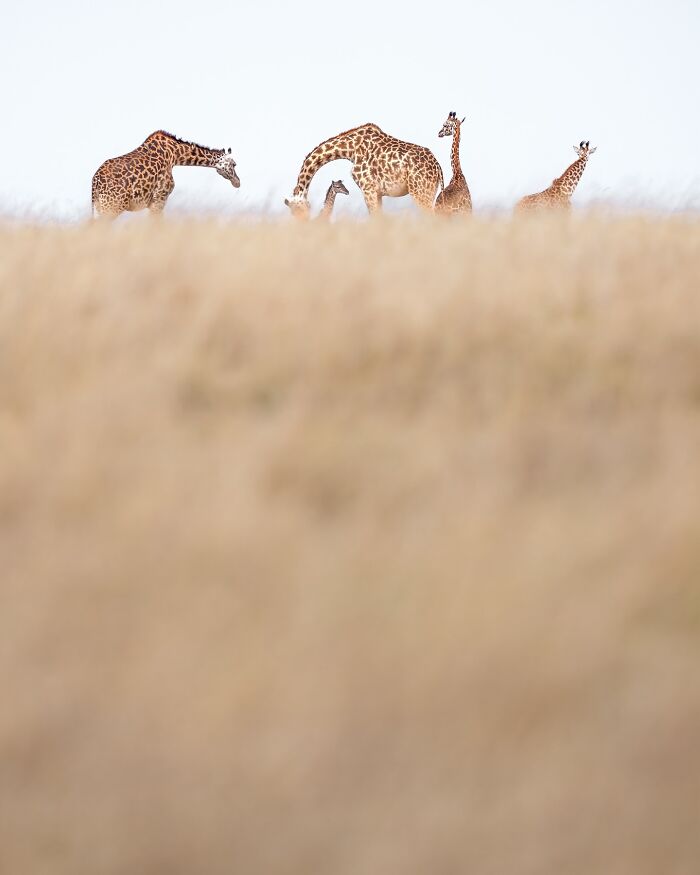 Meet Varun Aditya's Wildlife Photography