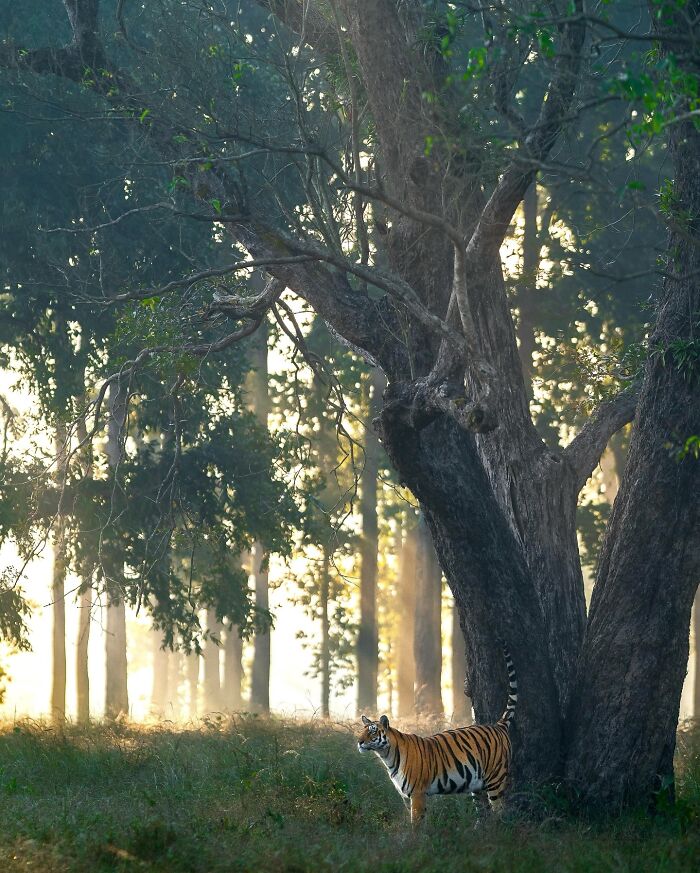 Meet Varun Aditya's Wildlife Photography