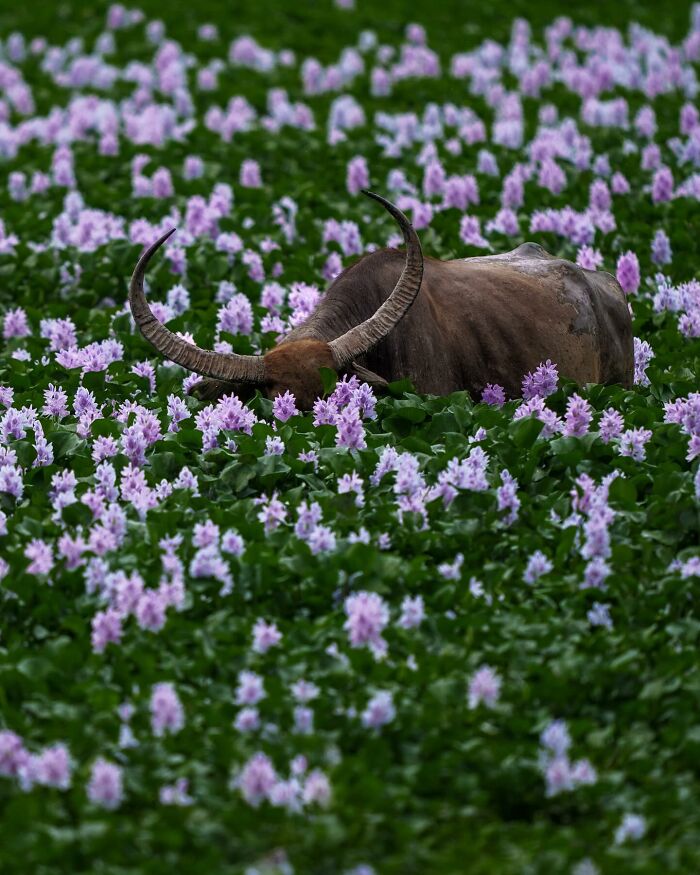 Meet Varun Aditya's Wildlife Photography