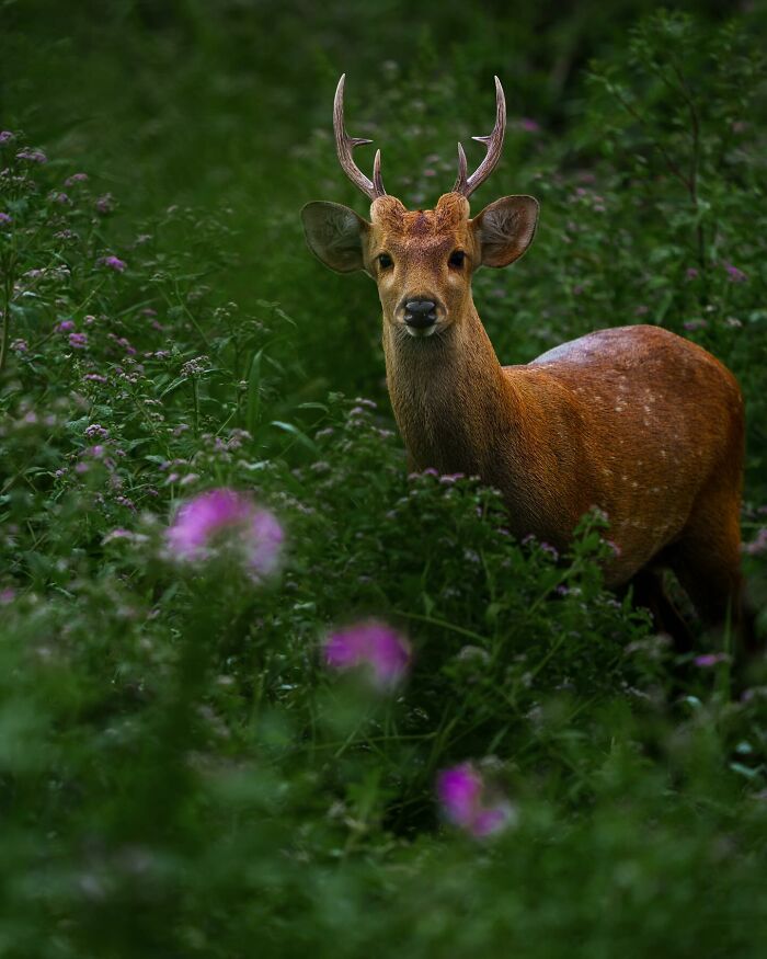 Meet Varun Aditya's Wildlife Photography