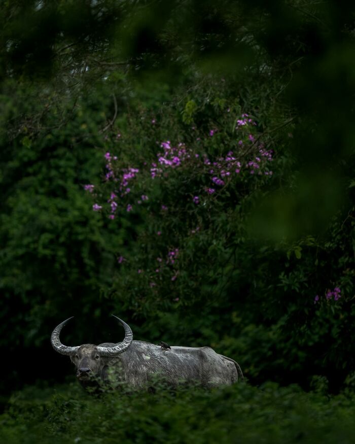 Meet Varun Aditya's Wildlife Photography