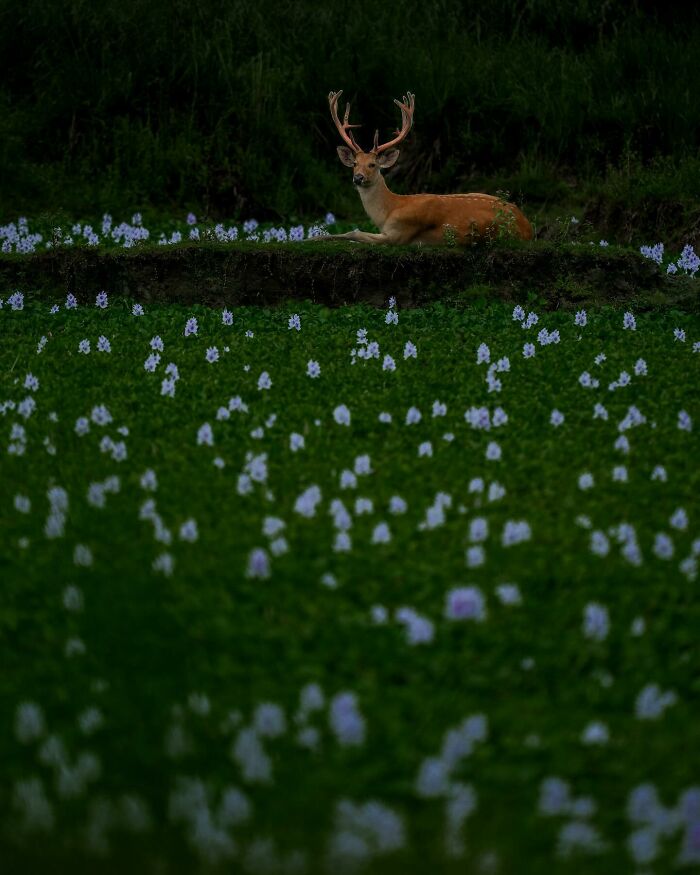 Meet Varun Aditya's Wildlife Photography