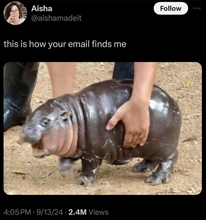 A Moo Deng meme featuring a small, shiny baby hippo being held up with text above reading, "this is how your email finds me."