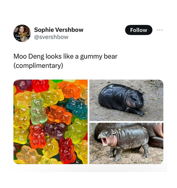  A Moo Deng meme comparing a baby hippo to gummy bears, with photos of colorful gummy bears and two images of the hippo lying down and yawning.