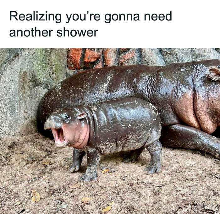 A Moo Deng meme showing a muddy baby hippo with its mouth open, captioned "Realizing you’re gonna need another shower."