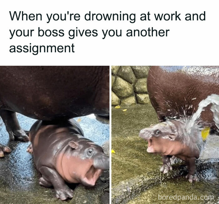 A Moo Deng meme showing a baby hippo looking stressed, with water splashing on it, captioned "When you're drowning at work and your boss gives you another assignment."