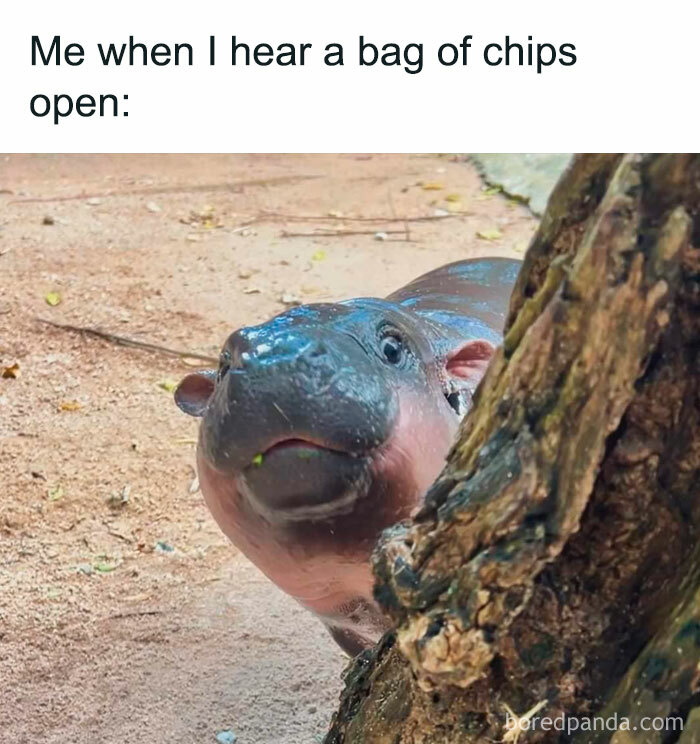 A Moo Deng meme featuring a baby hippo peeking around a tree with the caption "Me when I hear a bag of chips open."