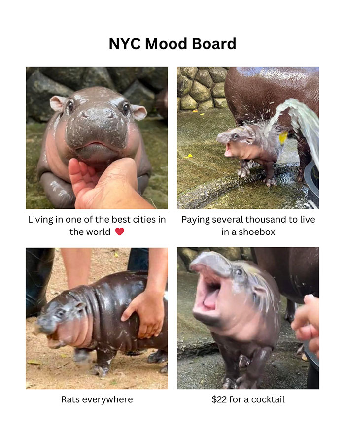 A Moo Deng meme titled "NYC Mood Board" with four baby hippo images labeled: best city, costly shoebox, rats everywhere, and $22 cocktails.