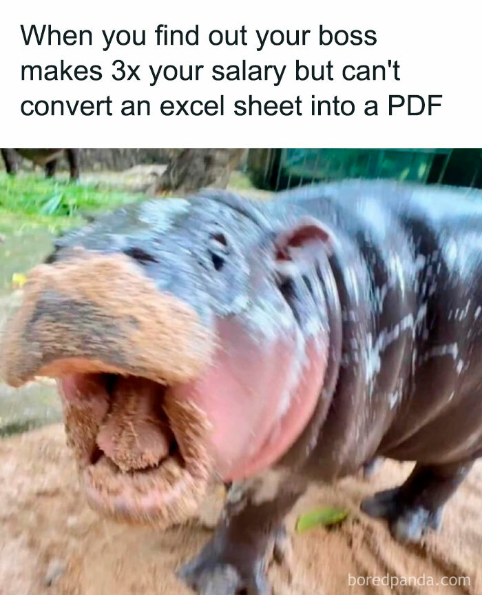 A Moo Deng meme showing a sandy-faced baby hippo with its mouth open, captioned "When you find out your boss makes 3x your salary but can't convert an Excel sheet into a PDF."