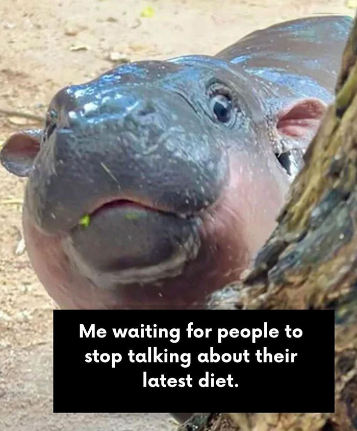  A Moo Deng meme showing a close-up of a baby hippo looking bored, captioned "Me waiting for people to stop talking about their latest diet."