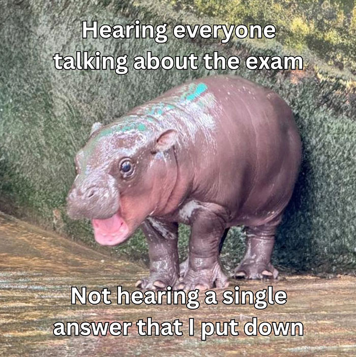 A Moo Deng meme of a baby hippo looking worried, captioned "Hearing everyone talking about the exam" and "Not hearing a single answer that I put down."