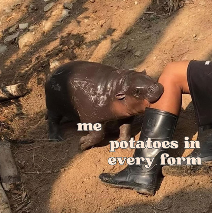  A Moo Deng meme of a baby hippo nuzzling a person’s leg, labeled "me" and "potatoes in every form."