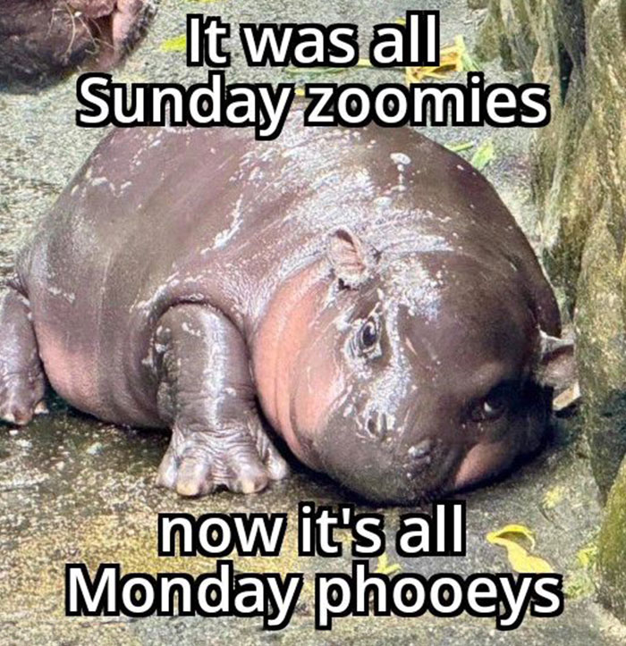 A Moo Deng meme showing a tired baby hippo lying down, captioned "It was all Sunday zoomies, now it's all Monday phooeys."