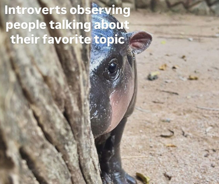 A Moo Deng meme of a baby hippo peeking from behind a tree, captioned "Introverts observing people talking about their favorite topic."